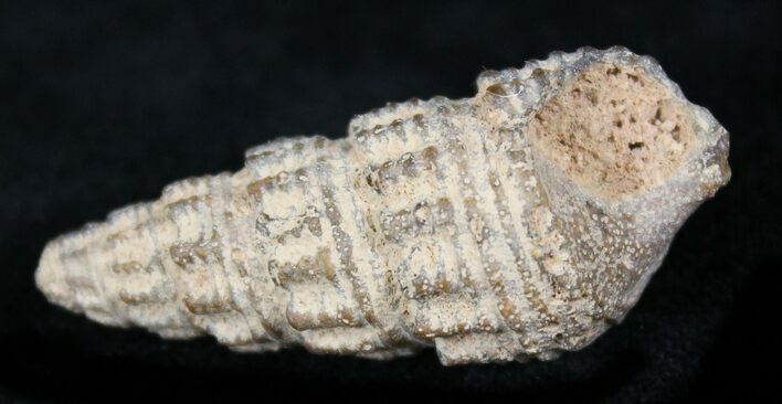 Agatized Gastropod From Morocco - #27023